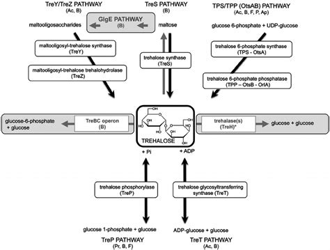 Trehalose metabolic pathways. Pathways of trehalose synthesis are... | Download Scientific Diagram