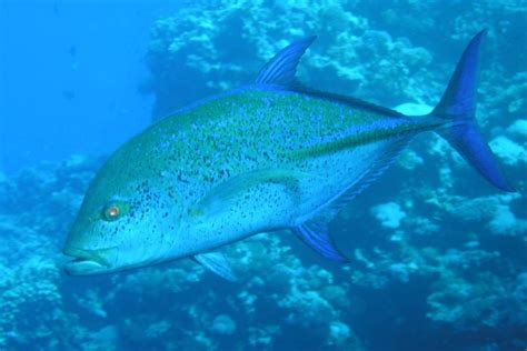 Blue Jack fish | Tetiaroa Society