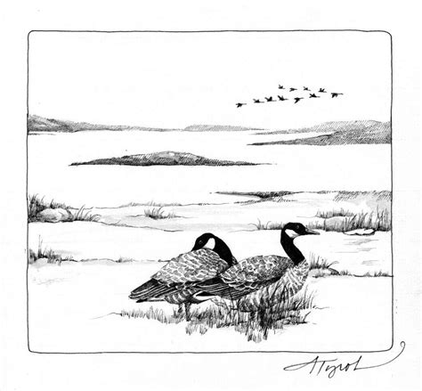 Canada Goose Migration: Where Are They Going? - New York Almanack