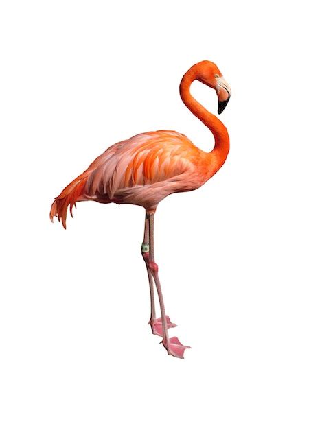 Flamingo Anatomy