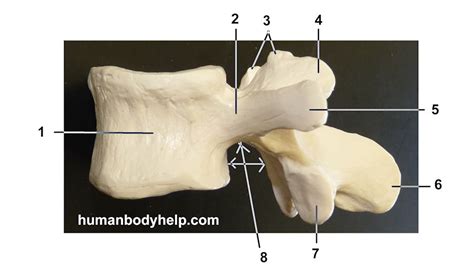 Lumber Vertebra – Lateral View – Human Body Help