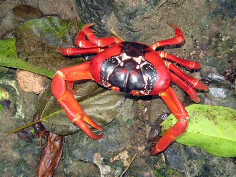 Christmas Island red crab's mammoth migration - SCUBA News