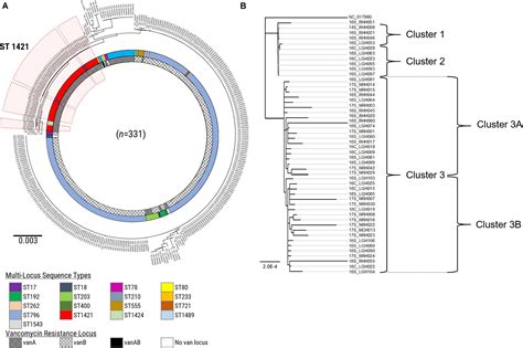 Frontiers | State-Wide Genomic and Epidemiological Analyses of Vancomycin-Resistant Enterococcus ...