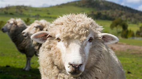 How Sheep and Lambs Are Farmed and Killed | Viva! The Vegan Charity