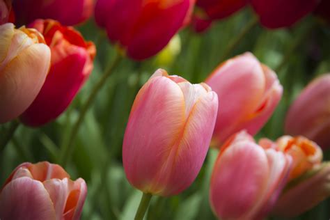 Close-up photo of tulip flowers, tulips HD wallpaper | Wallpaper Flare