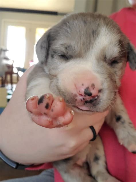 Labradane Puppies for Sale in Christiana, Tennessee