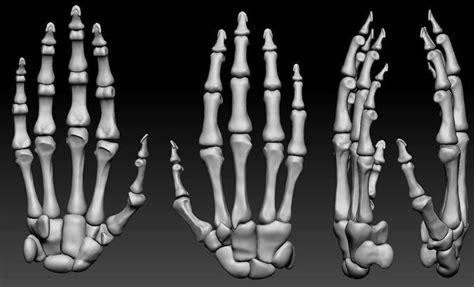 Human hand bones Wrist skeleton 3D model | CGTrader