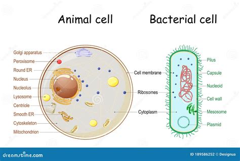 Structure Of A Bacterial Cell Cartoon Vector | CartoonDealer.com #142482645