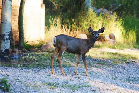 Banjo's Legacy: Northern Utah Wildlife