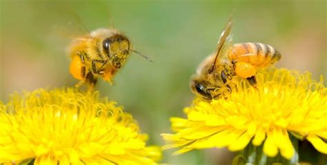 Exploring the Process of Pollination - PerfectBee