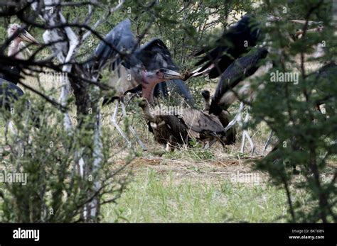 Marabu storks and vultures around a kill, Namibia Stock Photo - Alamy