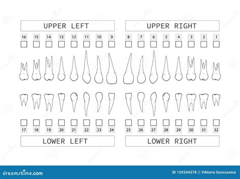 Adult Teeth Numbering Chart