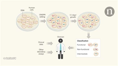 Gene editing reveals the effect of thousands of variants in a key cancer gene