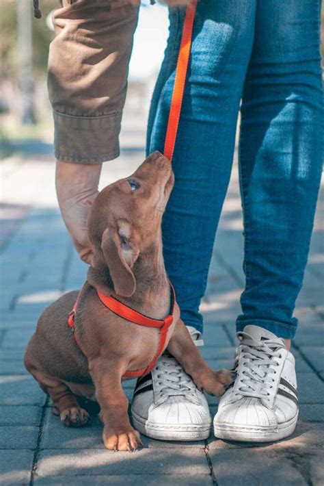 How To Train Your Dachshund Puppy: Owners Guide