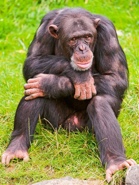 Sitting male chimpanzee | One of the male chimpanzees of the… | Flickr