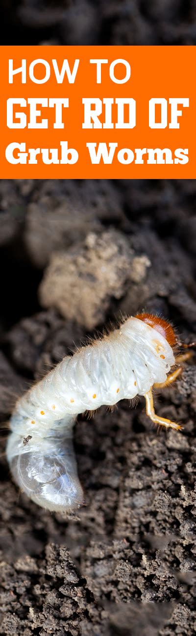 How to Get Rid of Grub Worms ~ Bless My Weeds