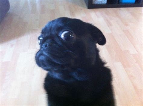 Mia's crazy face | Baby pugs, Black pug, Pugs