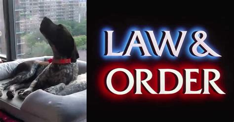 People Discover Dogs Howl Along With The “Law & Order” Theme Song