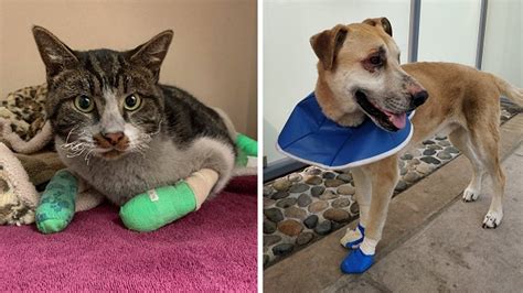 How to help the animals affected by California's wildfires | KTVU FOX 2