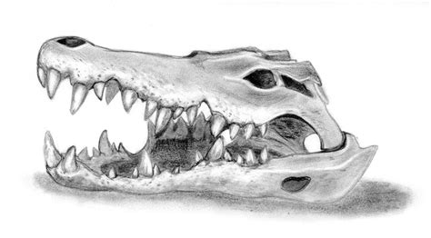 Crocodile skull by pUmpkinhead666 on DeviantArt