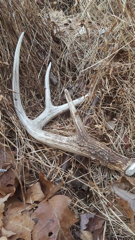 When and Where to Look for Shed Antlers - Head Hunters TV