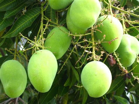 文件:Mango tree (227084493).jpg – Wikipedia