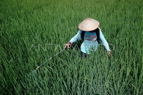 Penyemprotan pestisida tanaman padi di Jombang | ANTARA Foto