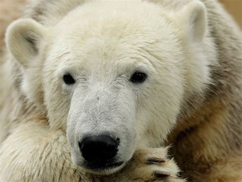 Polar Bear Knut's Aging Mom Tosca Put Down at Berlin Zoo - NBC News