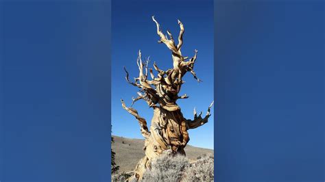 Methuselah Tree - YouTube