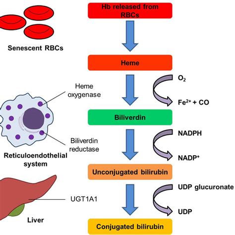 Schematic representation of bilirubin metabolism. Heme released from ...