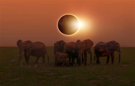 Disoriented Animals Behave Strangely During Total Solar Eclipses - Tren-ding News