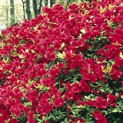 Amazon.com : Dwarf Red Hardy Azalea : Shrub Plants : Patio, Lawn & Garden