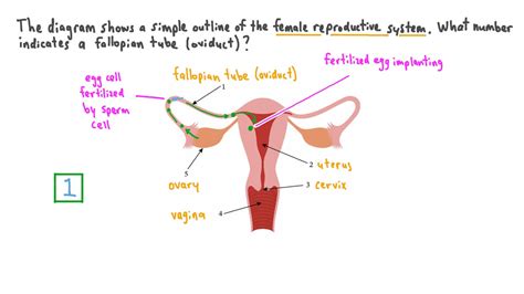 Question Video: Identifying the Oviduct on a Diagram of the Female Reproductive System | Nagwa