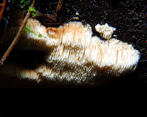 Perplexing Polypore | Curbstone Valley