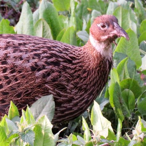 Western Tragopan – Comfort Bird Tour India.