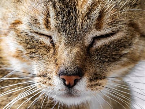 Nasal Discharge in Cats: Common Causes and Cures | FirstVet