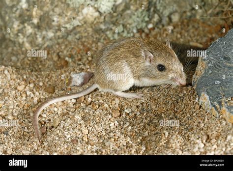 Pocket mice hi-res stock photography and images - Alamy