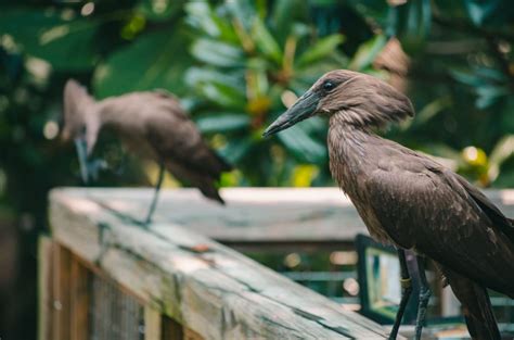 Bird Control Techniques - Forsyth Wildlife