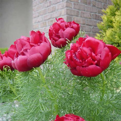 Paeonia tenuifolia - Rubra Plena Fern Leaf Peony - Sugar Creek Gardens