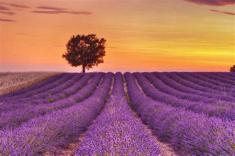 English Lavender Field With Tree At Sunset, Valensole, Valensole ...