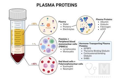 Hormones That Bind To Plasma Proteins - My Endo Consult