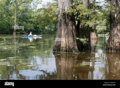 Kayak cache river Illinois bald cypress swamp Stock Photo - Alamy