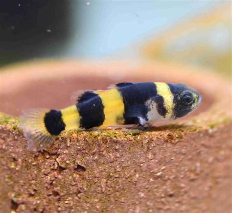 Bumblebee Fish - How Cute a Fish Can Be ? - SeaFish