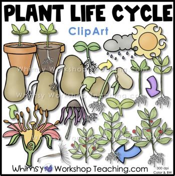 Plant Life Cycle Clip Art - Whimsy Workshop Teaching | TpT