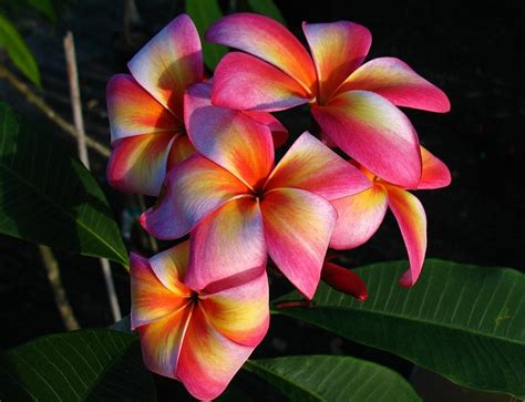 Heirloom 5 Seeds Plumeria mixed Colors Flower Colorful Fresh