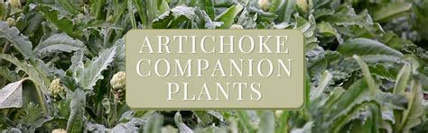 Best Artichoke Companion Plants Guide - How To Gro