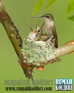 Mengenal Perbedaan Burung Kolibri Asli dan Burung Kolibri Indonesia ...