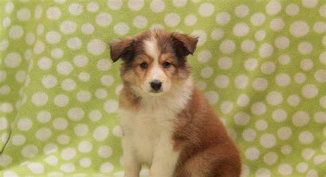 Miniature Collie Mix.Meet Sierra a Puppy for Adoption.