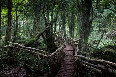 Things to See and Do in Puzzlewood - Forest of Dean - ViewBritain.com