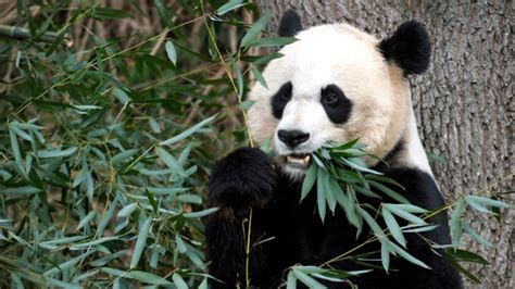 National Zoo to host ‘Panda Palooza’ farewell to three cherished pandas heading back to China ...